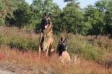 MALINOIS 011